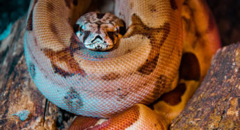 Mordida de cobra em cachorro: saiba como agir