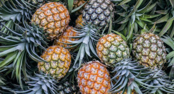 Descubra se papagaio pode comer abacaxi!