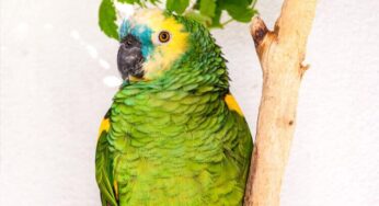 Será que papagaio pode comer goiaba?