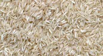 Papagaio pode comer arroz? Descubra tudo sobre o assunto!