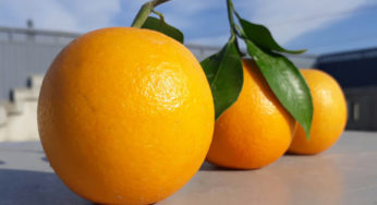 Papagaio pode comer laranja? Saiba como oferecer!