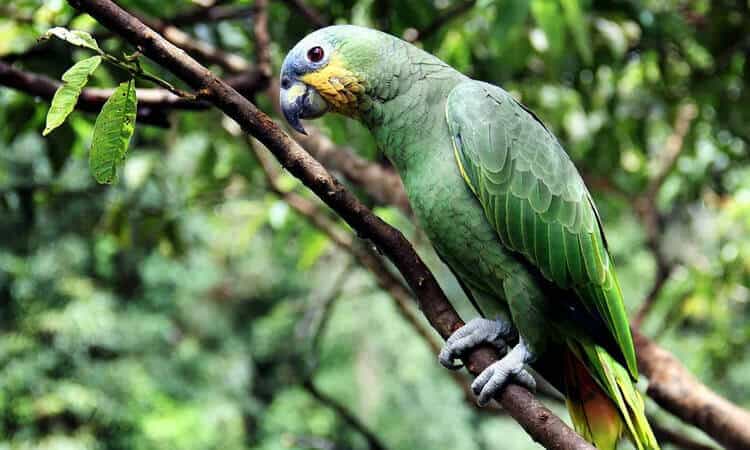 papagaio pode comer goiaba