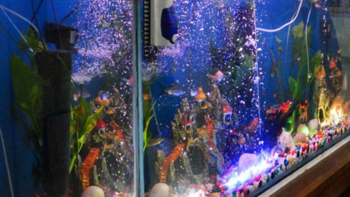 para que serve o termostato no aquario3