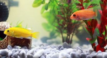 Quais são os tipos de pedra para aquário e como escolher?