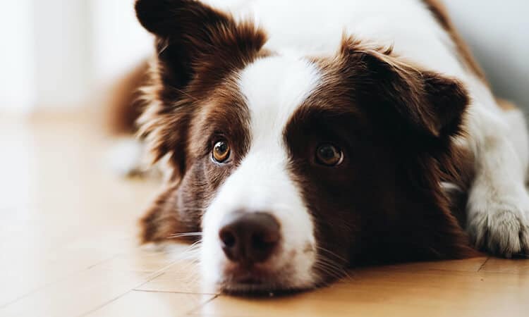 1 cachorro pode comer pasta de amendoim