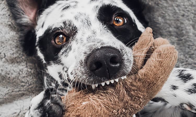 2 cachorro pode comer pasta de amendoim