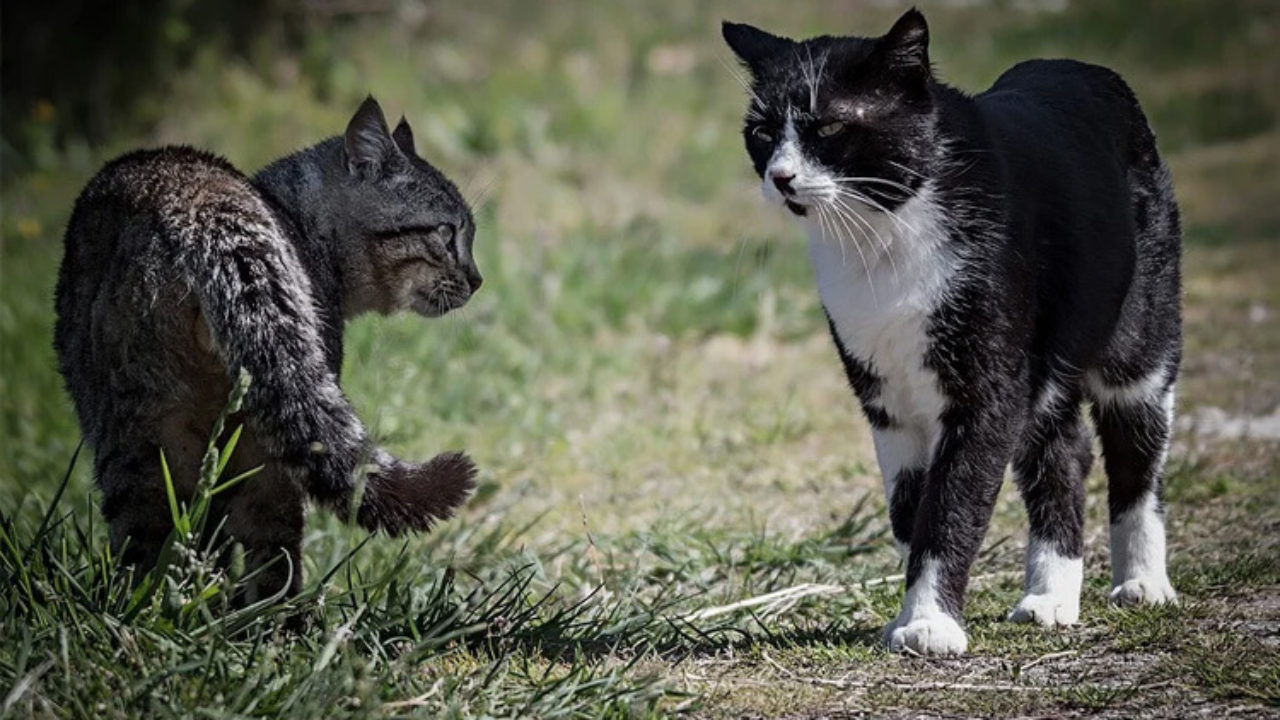 Como saber a IDADE de um GATO - Filhote, adulto ou idoso