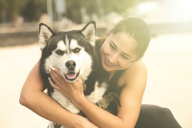 o que husky siberiano pode comer