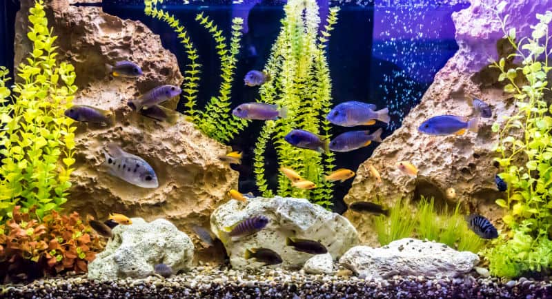 11 peixes de fundo perfeitos para seu aquário - Peixes e Aquarismo