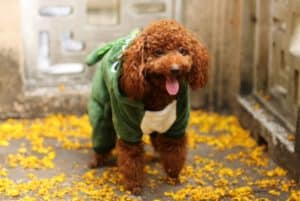 Como fazer roupinha para cachorro pequeno?