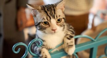 Berne em gatos: saiba como identificar e agir