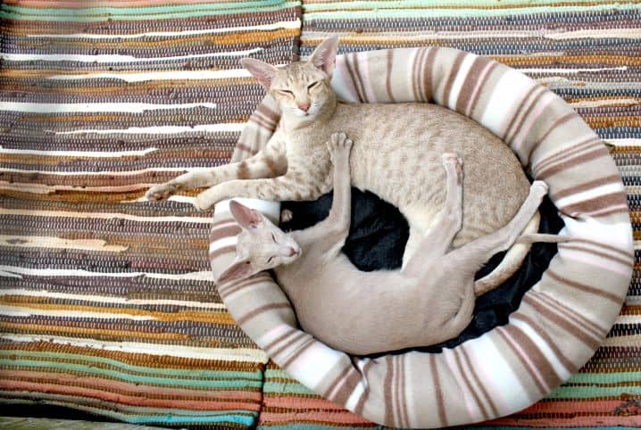 dois gatos podem dividir caixa de areia
