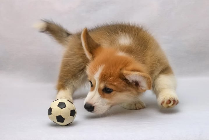 cachorro filhote correndo atrás de bola