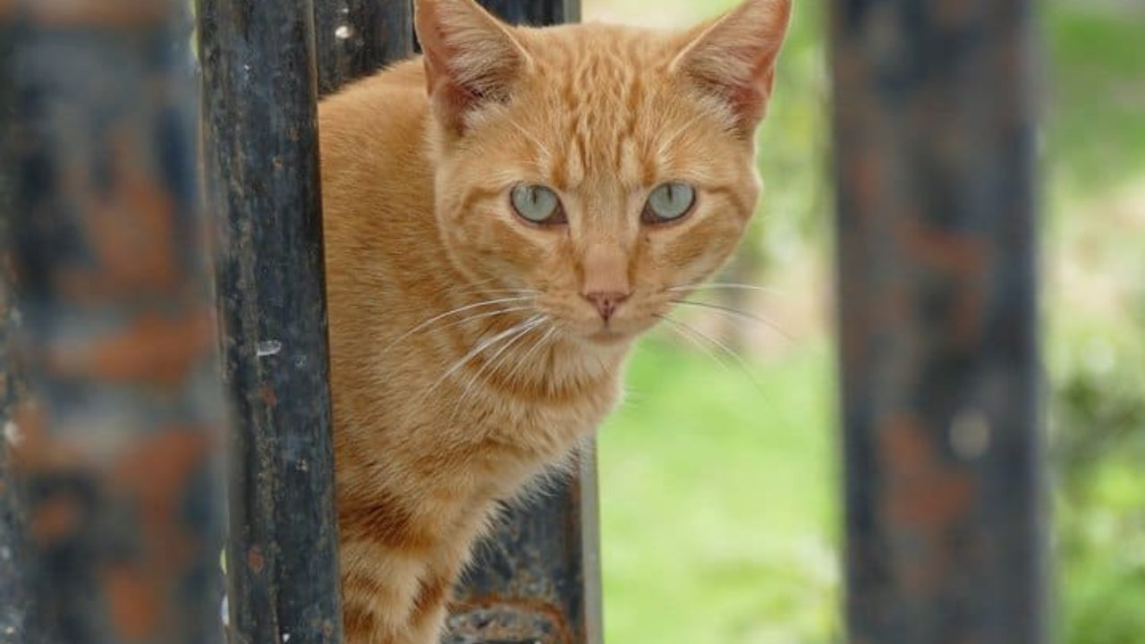 Desafio Quiz - Animais e Natureza