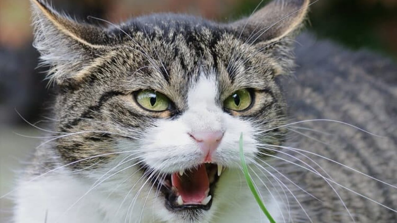 Existe DIFERENÇA entre a ALMA de um GATO Doméstico e um TIGRE Selvagem? 