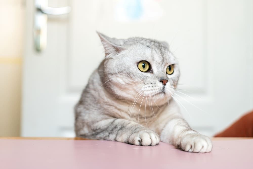 Gato cinza com as patas sobre a mesa.