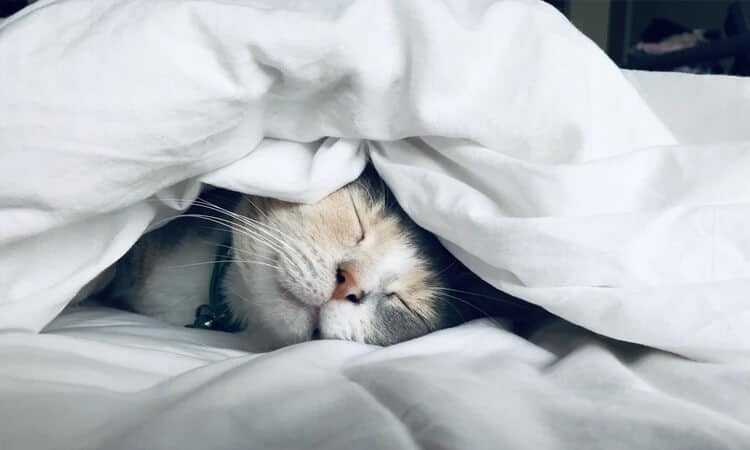 Gato tem pesadelo? Descubra como dormem os bichanos!