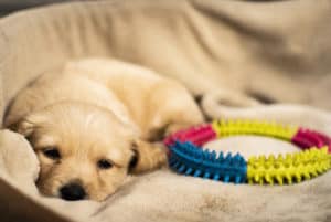 Meu cachorro não gosta de brinquedos: o que fazer?
