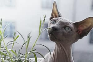 Olfato dos gatos: descubra porque ele é potente