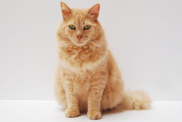 olfato dos gatos