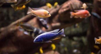 Espécies de peixes: conheça e apaixone-se!
