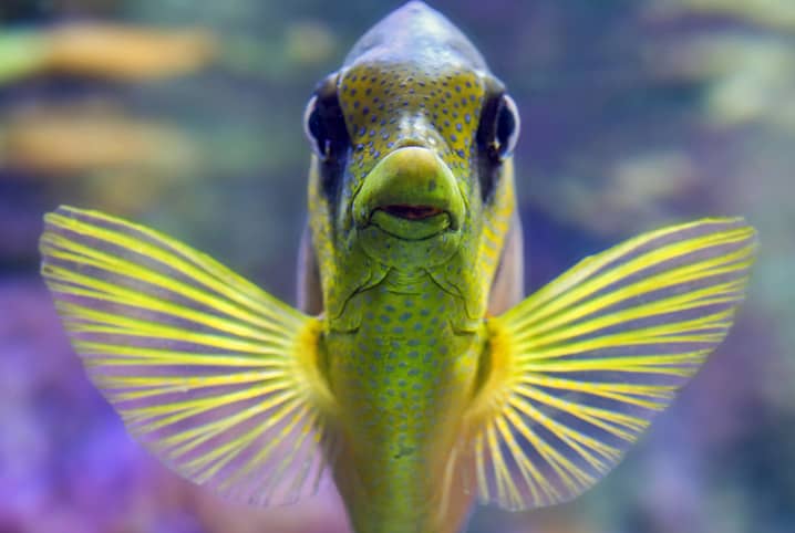 peixe olhando para a câmera
