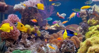 Como cuidar de peixe Colisa e deixar o aquário mais colorido