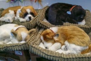 Quais tipos de cama para cachorro são melhores?
