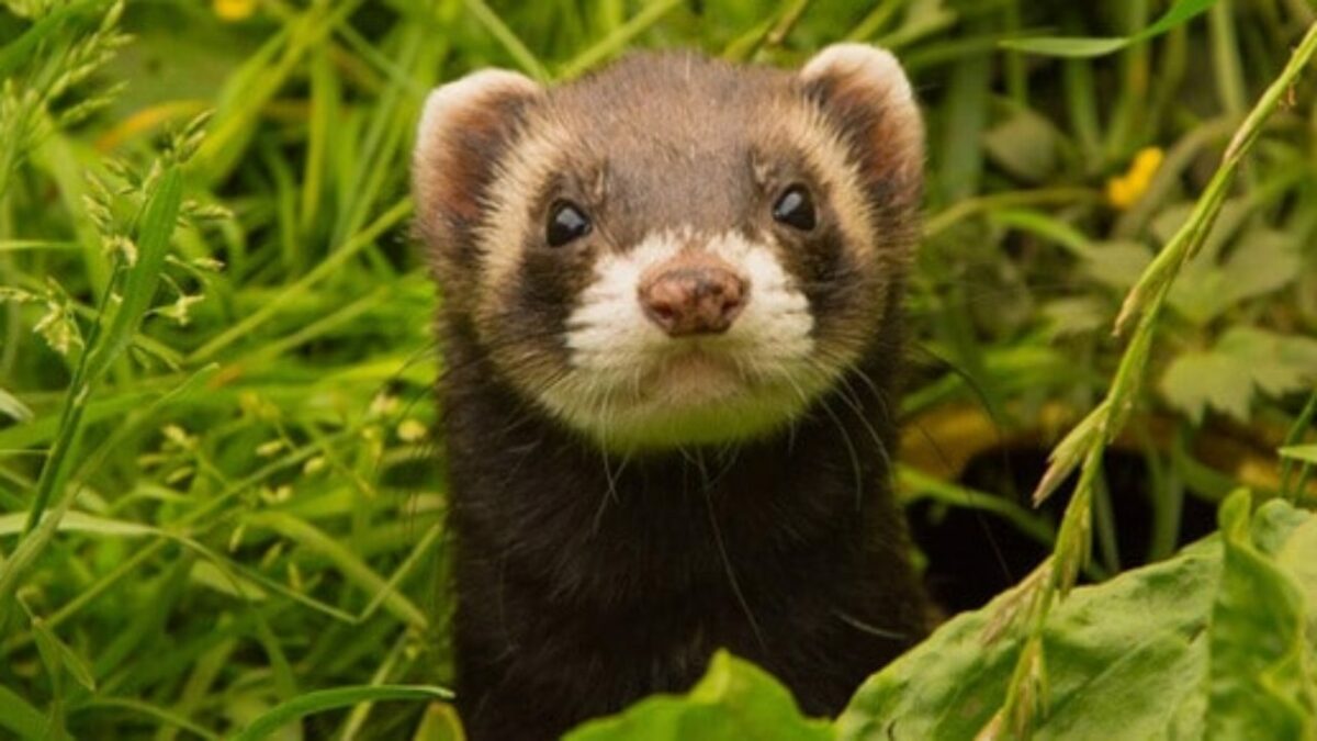 voce consegue identificar esses animais exoticos