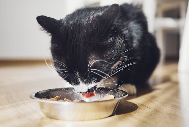 gato preto comendo ração