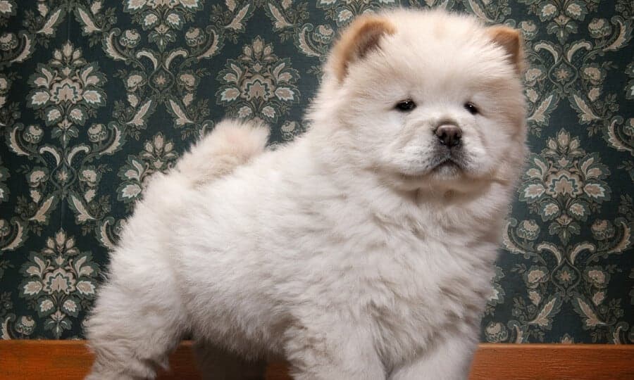 chow chow filhote