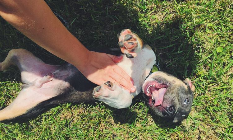 cachorro recebendo carinho na barriga