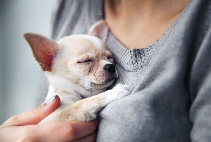 cachorro no colo de tutor