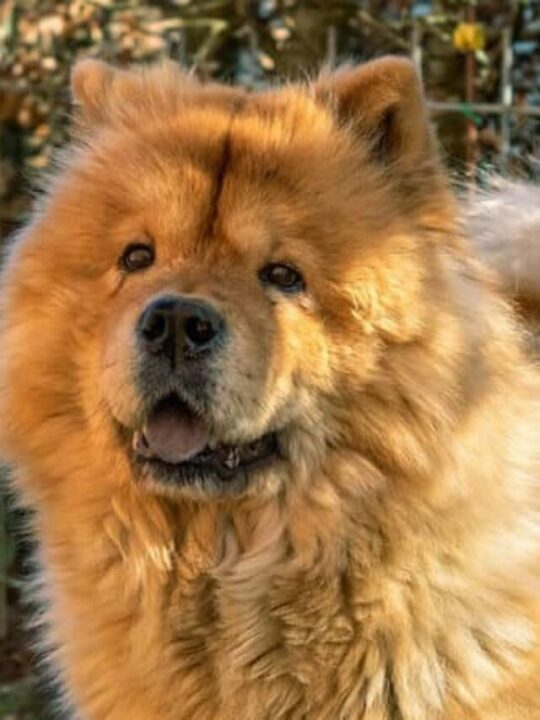 cachorro chow chow e bravo