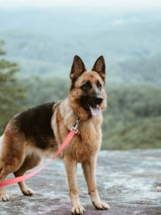 Imagem de pastor alemão