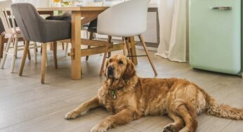 Dermatite seborreica canina: o que é e como tratar?