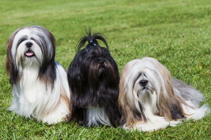 três lhasa apso