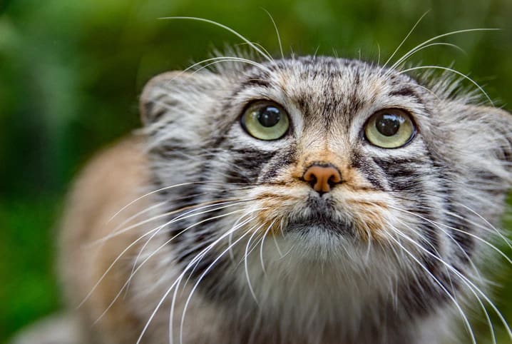 Jogo da Velha GatInhos Pretinhos e cinza