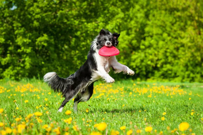 cachorro pegando frisbee no ar