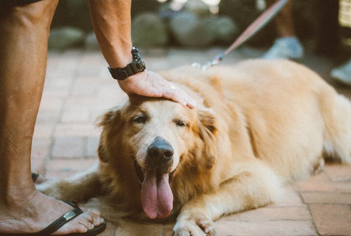 Entenda mais sobre o trabalho de uma ONG de adoção de animais!