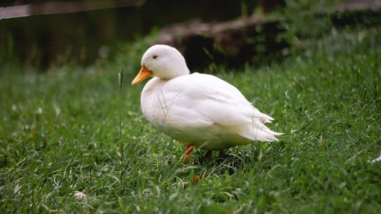Há dois patos na frente de um pato, dois patos atrás de um pato