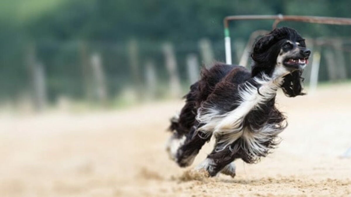 verdadeiro ou falso curiosidades sobre racas de cachorros