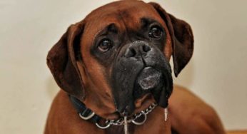 Berne em cachorro: como tratar e proteger o pet!