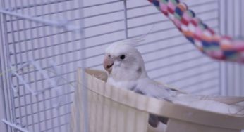 Aprenda a fazer brinquedos para calopsita