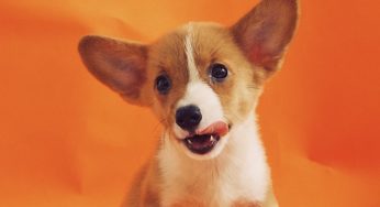 Cachorro agitado: por que o peludo não para quieto?