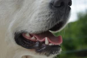 Saiba como cuidar de um cachorro com dor de dente