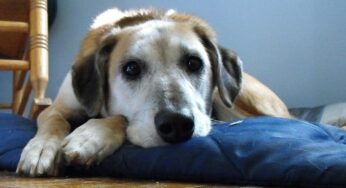 Cachorro vomitando verde: quando se preocupar?