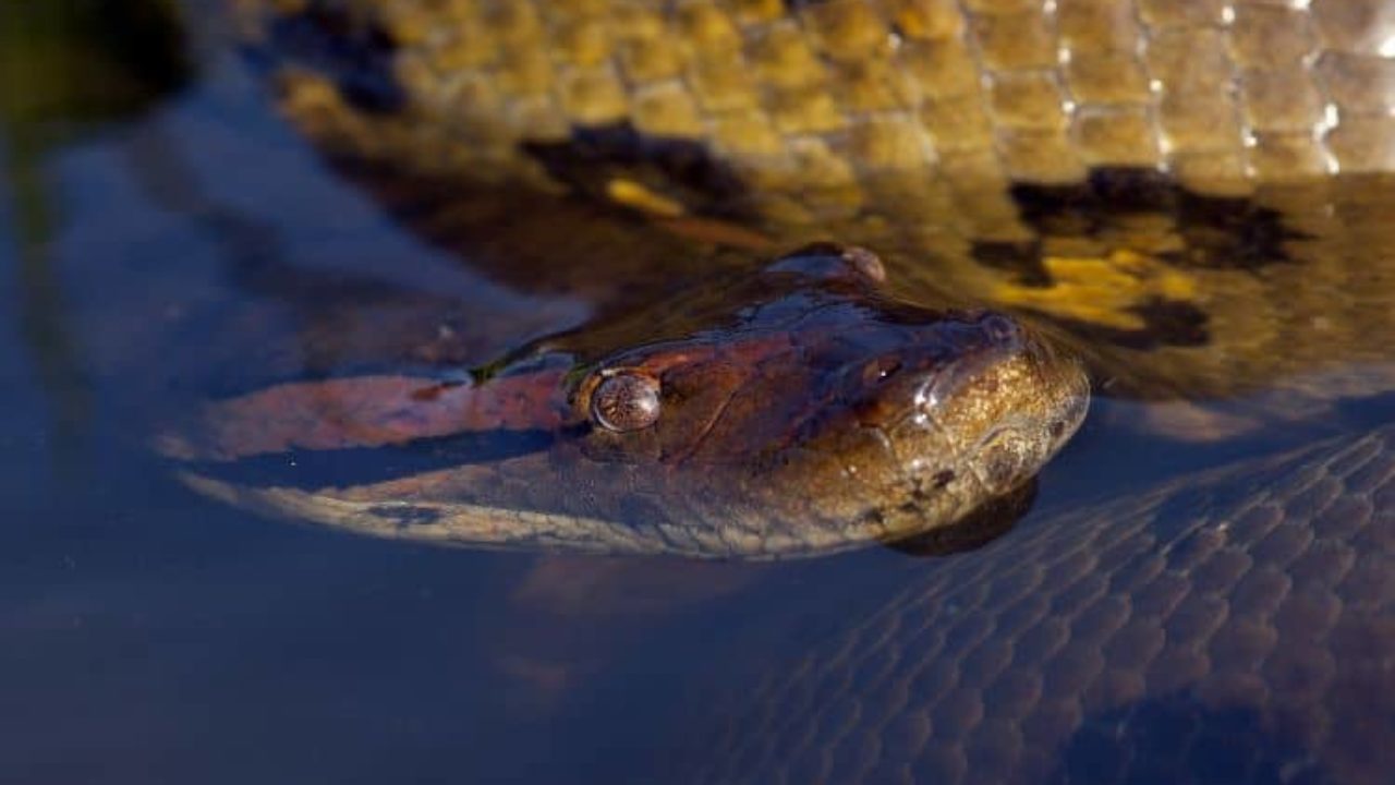 Cobras: qual é a origem desses animais?