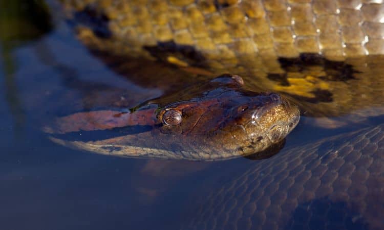 Tudo sobre cobra sucuri: conheça melhor essa espécie