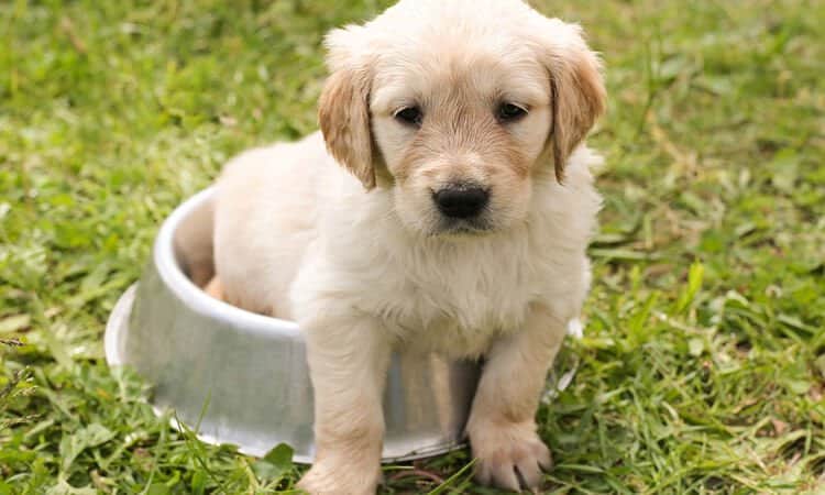 Como dois cachorros e doze crianças ficaram sem se molhar estando